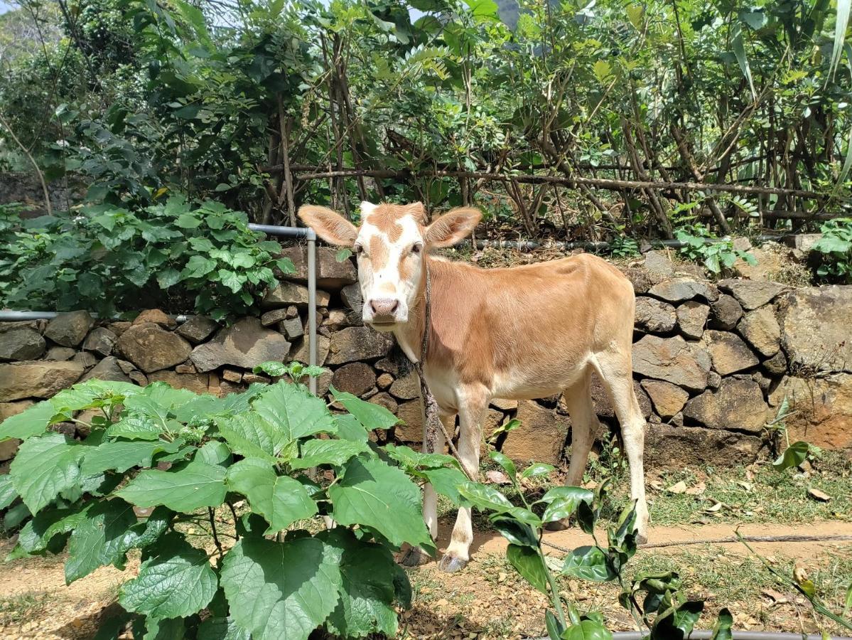 Glenmyu Estate Daire Haputale Dış mekan fotoğraf