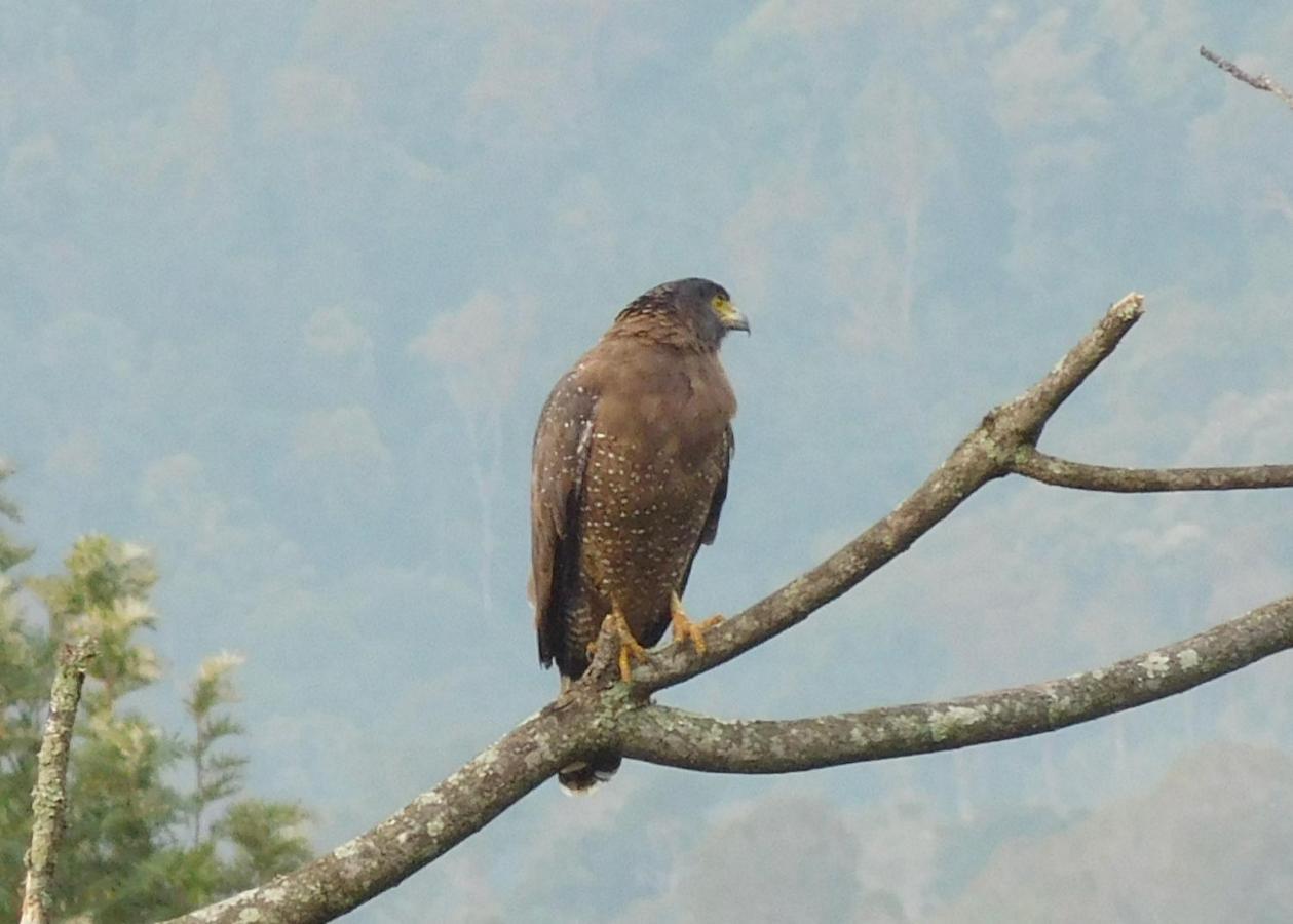 Glenmyu Estate Daire Haputale Dış mekan fotoğraf